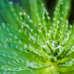 Green plant with water droplets